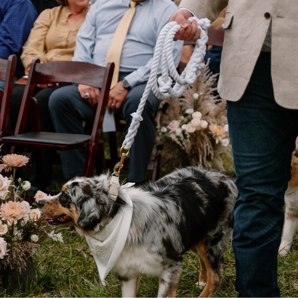 Three white dog leashes